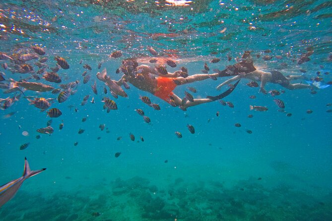 Snorkeling With Turtles in Fujairah With Transfer & BBQ Lunch - Luxury Dive Boat Experience