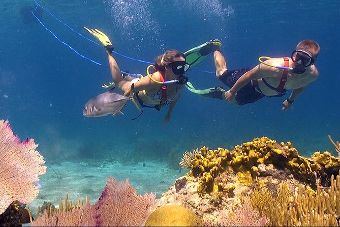 Snuba Adventure at Coral World Ocean Park - Snuba Adventure: An Exciting Opportunity for Non-Certified Divers