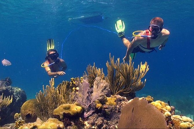 Snuba Adventure at Coral World Ocean Park - Overview and Inclusions