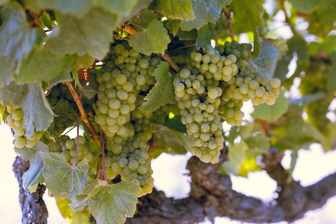 Sonoma Wine Tasting Tour  - Napa & Sonoma - The Sum Up