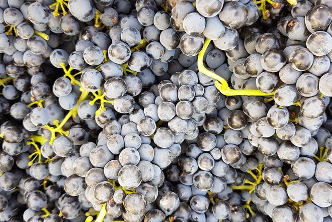 Spain Private Wine Tour to Ronda From the Costa Del Sol  - Marbella - Pricing and Value
