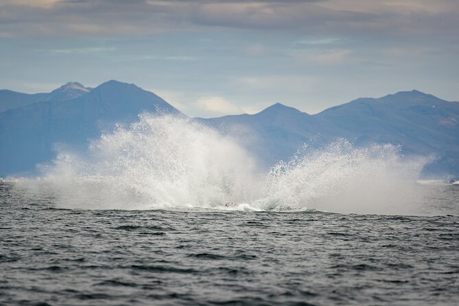 Speedboat Whale Watching in Reykjavík Iceland - Small Group - Tour Details