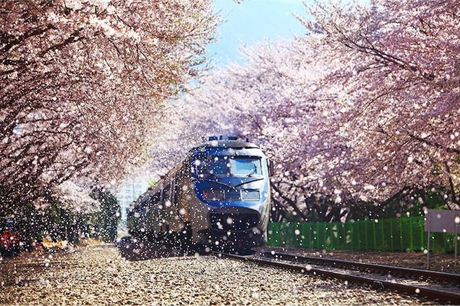 Spring 6 Days Cherry Blossom Jeju&Busan&Jinhae&Gyeongju on 31 Mar to 10 Apr - Tour Duration and Dates