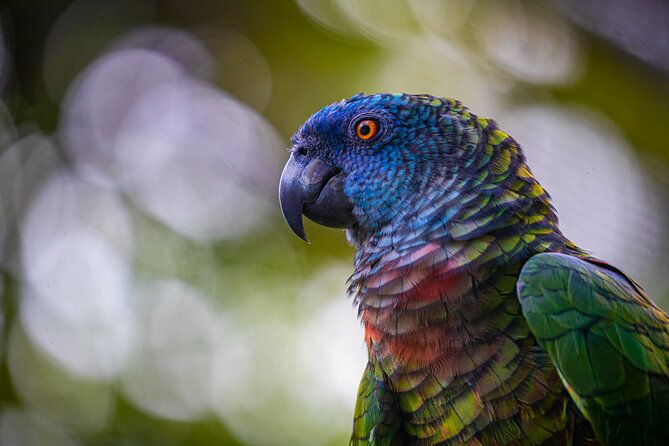 St Lucia Jacquot Trail Hike at Rainforest Adventures - What to Expect on the Hike