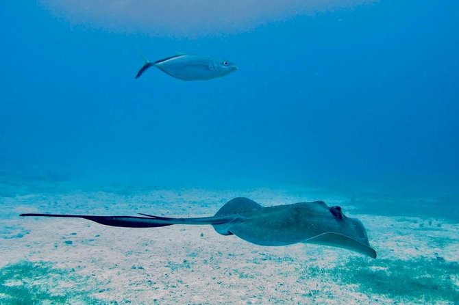 St Maarten Sailing and Snorkel Tour With Creole Rock and Lunch - Tour Details and Inclusions