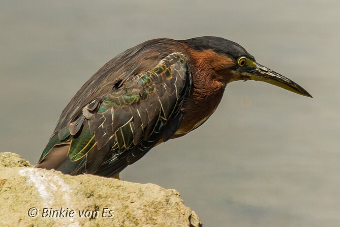St.Martin - St.Maarten: Small Group, Birding Tour / Bird Watching Tour - Locations to Explore