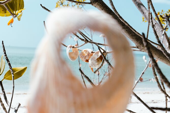 St. Pete Dolphin Watching and Shelling Adventure - Traveler Photos: A Visual Journey