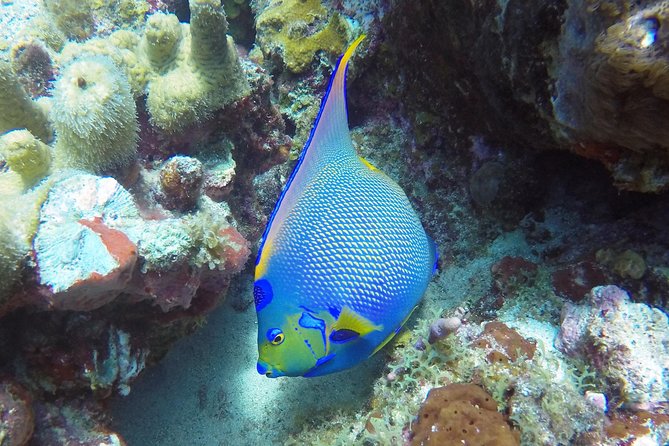 St Thomas 2-Stop Snorkel, Sea Turtle Tour With Shipwreck Cove - Snorkeling Locations and Marine Life