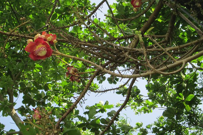 Stepping High Mountain Rastafari Herbs Tour - Pricing and Booking Details