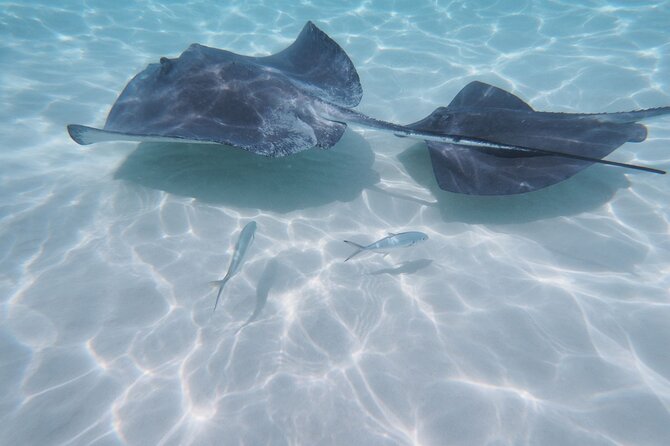 Stingraycity Adventure - Additional Information