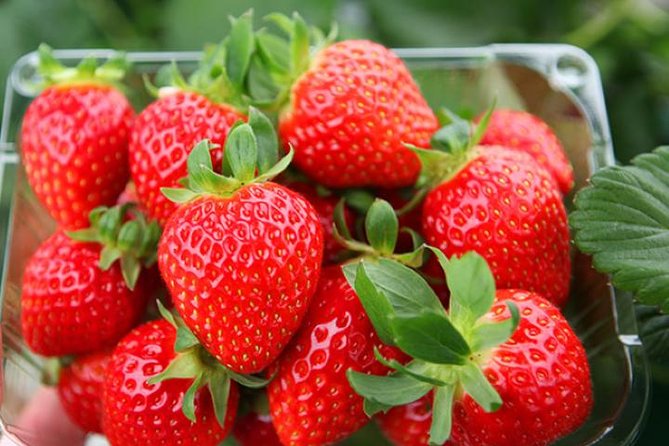 Strawberry PickingJam MakingNami IslandGarden of Morning Calm Lighting Fest - Strawberry Picking Tips