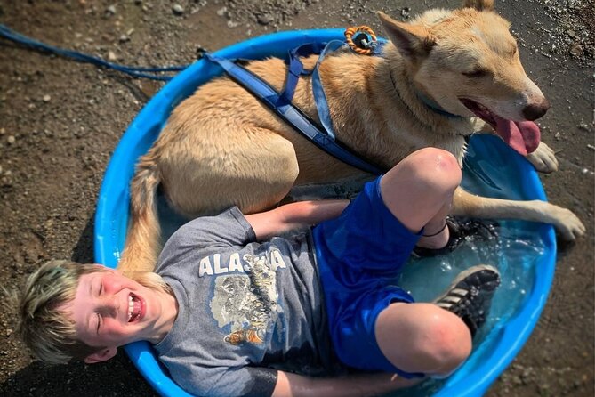 Summer Dog Sledding Adventure in Willow, Alaska - Overview and Experience