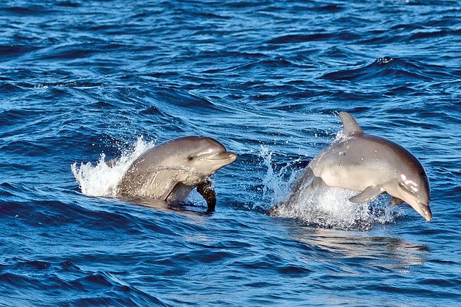 Sunrise Boat Trip in Mallorca With Dolphin-Watching - Departure and Duration