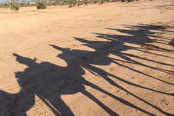 Sunset Camel Ride in Agadir or Taghazout With Transfers - Booking Process