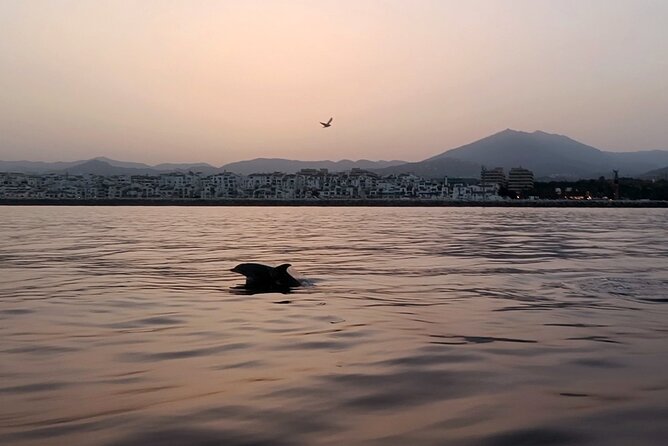 Sunset Sailing on a Private Sailboat Puerto Banús Marbella - Public Transportation and Infant Policy
