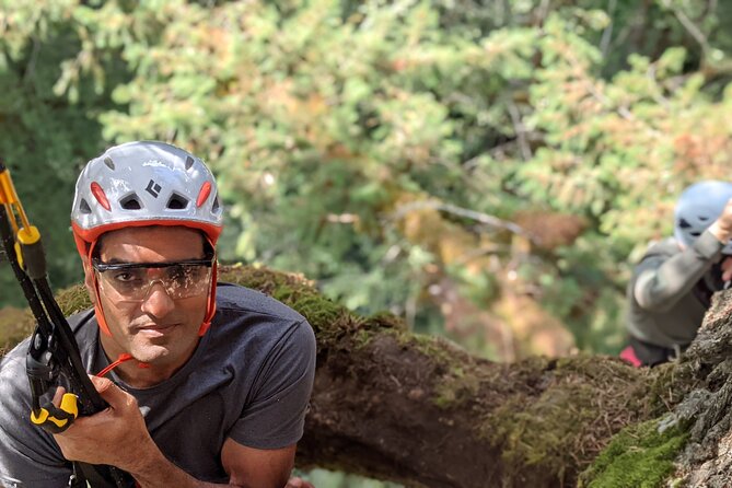 Sunset Tree Climb At Silver Falls State Park