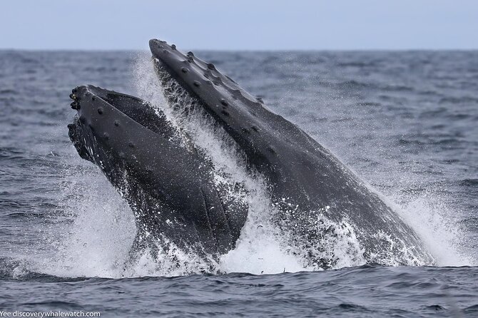 Sunset Whale Watch Tour in Monterey - Tour Details
