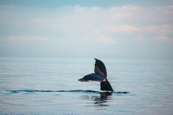 Sunset Whale Watching Adventure From Vancouver - Overview and Experience