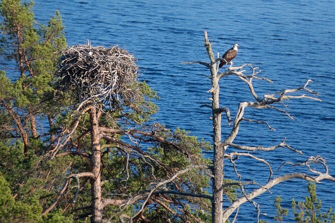 Survival Hike and Tour of Tyresta National Park - Overview and Duration