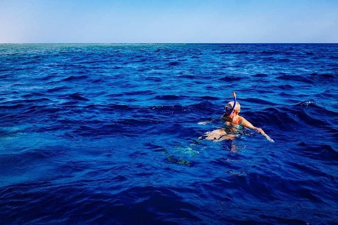 Swim With Dolphins in the Azores - Dolphin Population in the Azores