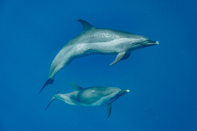 Swim With Dolphins & Turtles in West Oahu (Semi-Private Tours) - Swim With Dolphins in West Oahu