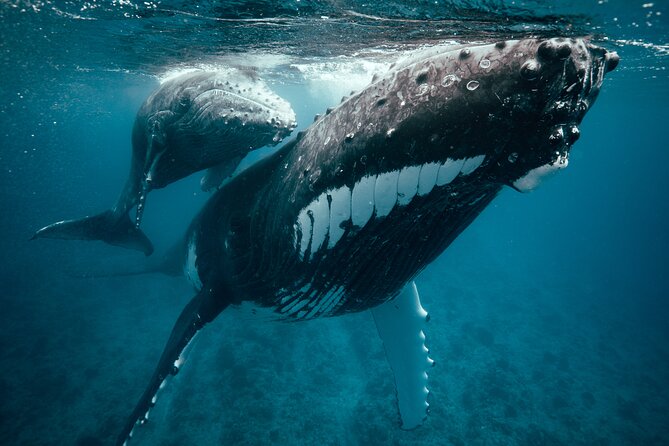 Swim With Humpback Whales - Highlights and Tips