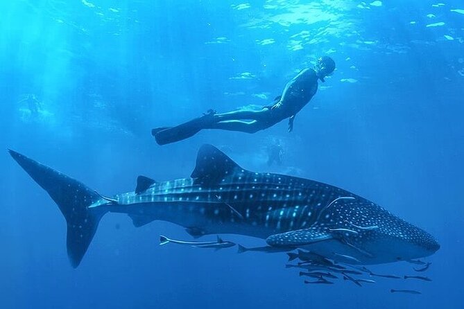 Swim With Whale Shark From La Paz - How to Prepare for Swimming With Whale Sharks