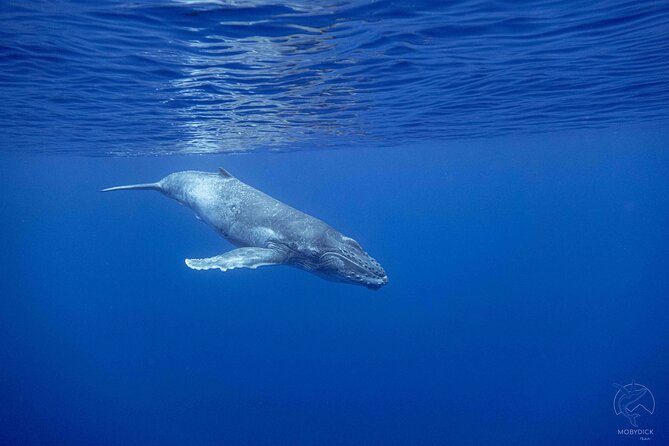 Swim With Whales, on the Preserved and Quiet Coast of Paea and Papara (27km From Ppt) - Tail End of Whale Migration Season