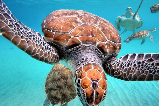 Swimming With Sea Turtles Incl. Pictures. Award Winner - Positive Reviews