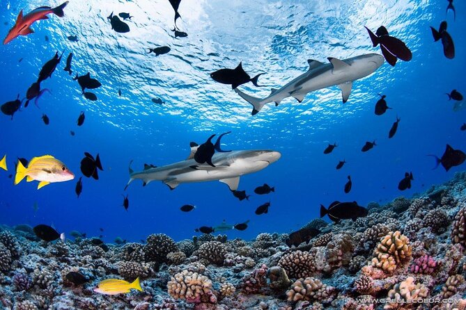 Tahiti 2-tank Certified Scuba Dive - Overview of the Tahiti 2-Tank Certified Scuba Dive