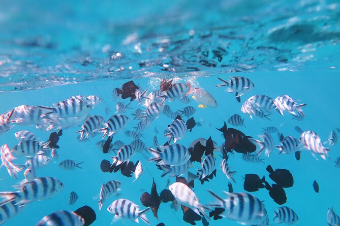 Tahiti Lagoon Vaimareva Private Boat Cruise - Whats Included