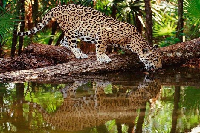 Tambopata (Puerto Maldonado) 4 Days - Day 3: Wildlife Spotting and Canopy Walk