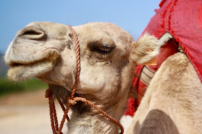 Tangier Half Day Tour With a Local Guide - Tour Highlights