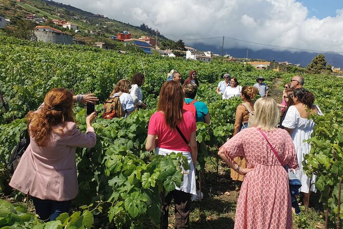Tenerife North Gastro Wine Tour - Tour Highlights