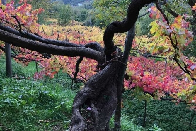 Tenuta San Francesco Wine Tasting - Wine Tasting Experience Details