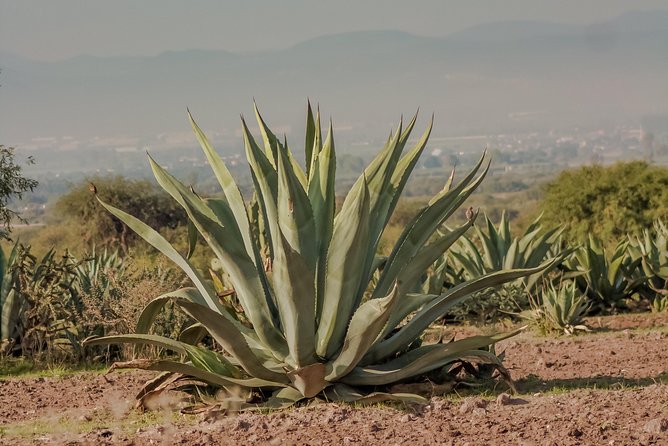 The Best of Oaxaca Walking Tour & Mezcal Tasting - Questions