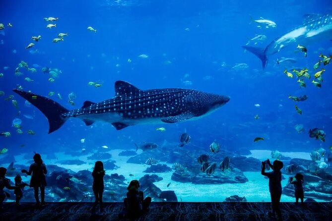 The National Aquarium Abu Dhabi Ticket - Pricing and Booking