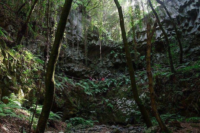 Thematic Hiking Route La Zarza in La Palma - Flora and Fauna in the Laurissilva Forest