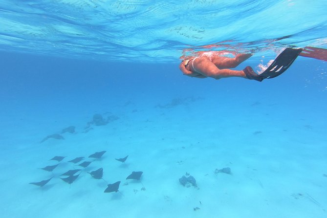 Tohora Bora Bora Snorkeling Lagoon Tours - Pricing, Availability, and Support
