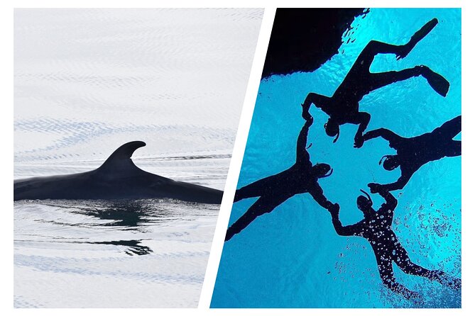 Top-Rated Snorkeling in Silfra & Whale Watching Self-Drive From Reykjavik - Snorkeling in Silfra