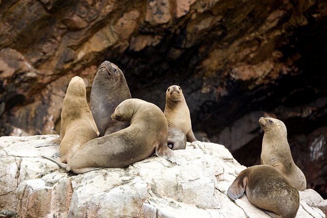 Tour to Ballestas Islands in Paracas - Pricing and Value