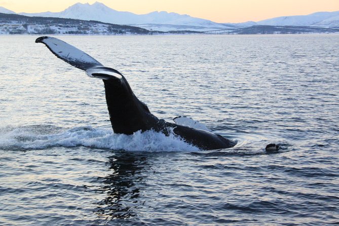 Tromso Full-Day Whale and Seabird Boat Tour to Skervoy - Tour Overview