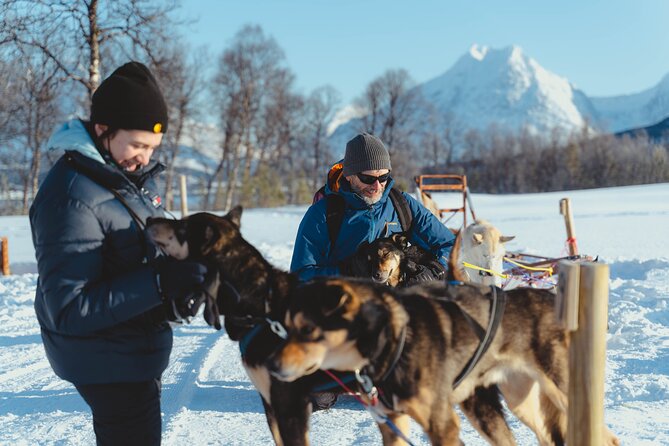 Tromso Guided Dogsledding Adventure - Dogsled Experience in Tromso
