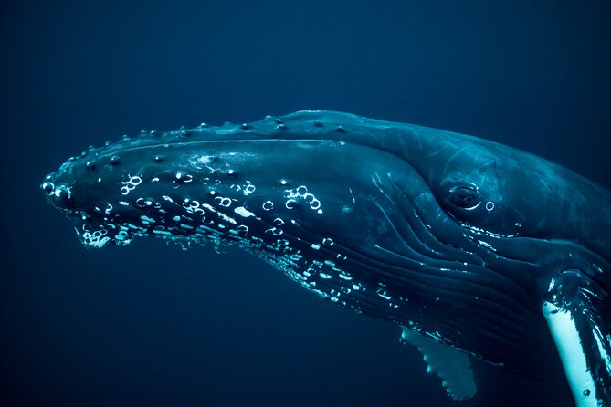 Tromso Oceanic Ballet: Orca Odyssey & Majestic Marine Ensemble - Best Whale Watching Destination