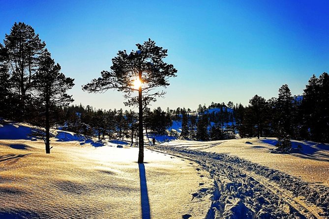 Trondheim Forest Sledding and Tram Tour - Tour Overview