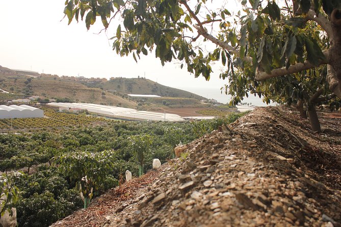 Tropical Route, Avocados and Mangoes - Small Group, Tasting and Lunch Included - Transportation and Guide