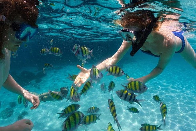 Tropical Snorkeling Tour From Punta Cana - Snorkeling Experience at Bavaro Beach