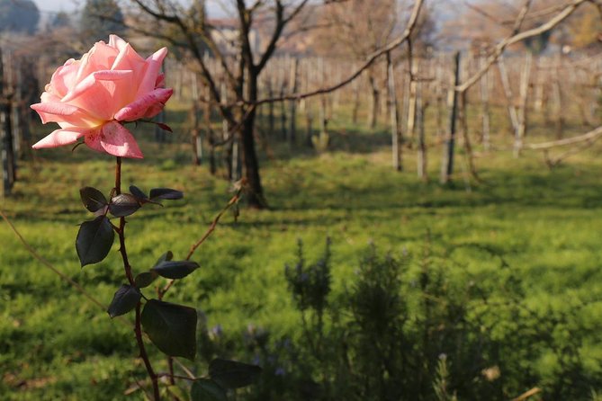 Truffle Hunt & Bio Lunch in Assisi - Meeting and Pickup Information