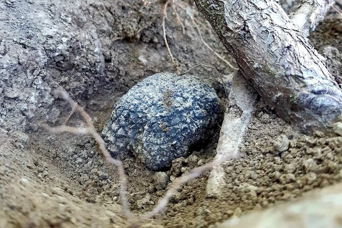 Truffle Hunting Experience in Assisi - Private Truffle Hunting Tour in Assisi