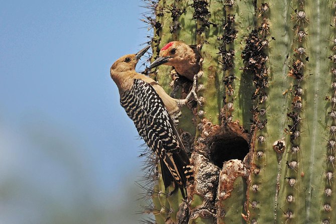Tucson Interactive Scavenger Hunt  - Arizona - Overview and Experience